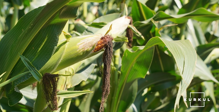 За біометричними параметрами, нинішній стан рослин кукурудзи дещо поступається минулорічному